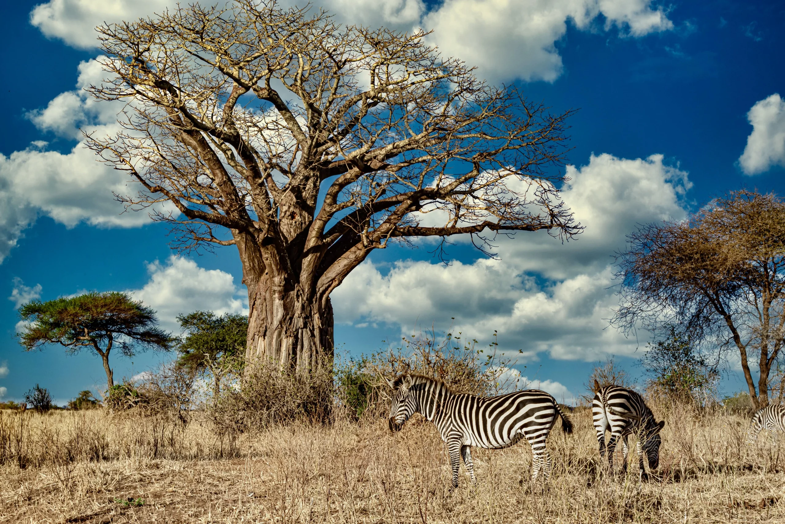 África